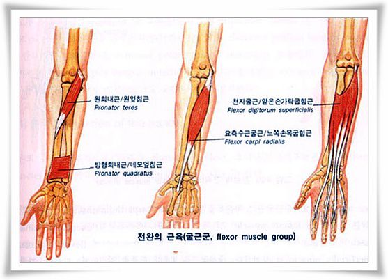 전완의 근육(굴근군)